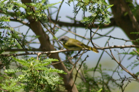 yellow-breasted apalis