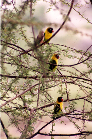yellow-collared lovebird