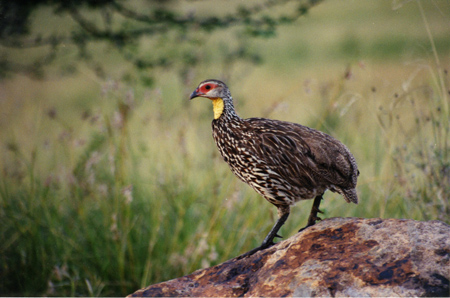 yellow-necked spurfowl