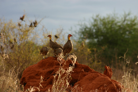 yellow-necked spurfowl2