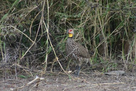 yellow-necked spurfowl3