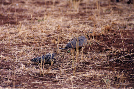 yellow-throated sandgrouse