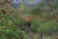 white-fronted bee-eater3