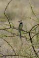 white-throated bee-eater