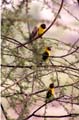 yellow-collared lovebird
