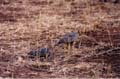 yellow-throated sandgrouse